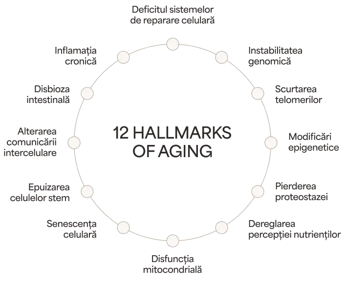 Diagramă circulară „12 Hallmarks of Aging” cu cele 12 semne ale îmbătrânirii: deficitul sistemelor de reparare celulară, instabilitatea genomică, scurtarea telomerilor, modificări epigenetice, pierderea proteostazei, dereglarea percepției nutrienților, disfuncția mitocondrială, senescența celulară, epuizarea celulelor stem, alterarea comunicării intercelulare, disbioza intestinală, inflamația cronică